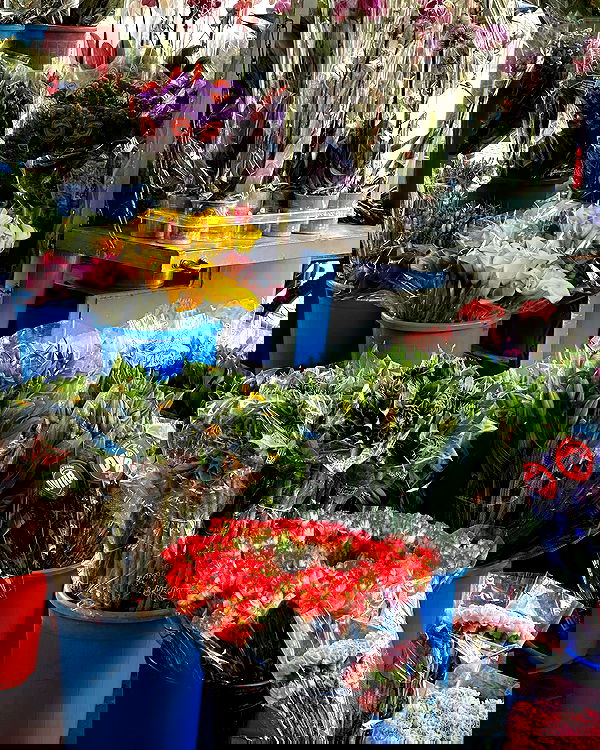 iambohema.v2 iambohema.v2 archive image