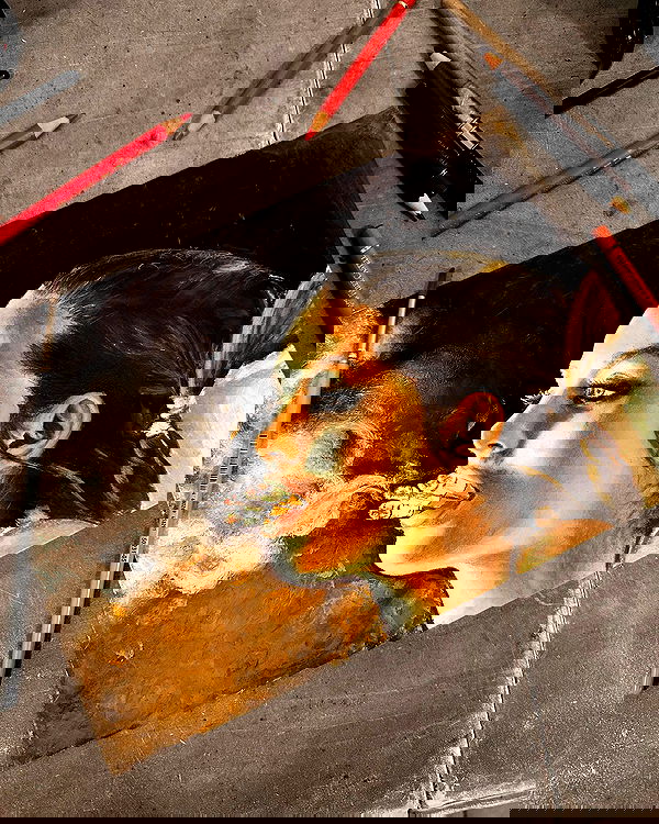 iambohema.v2 iambohema.v2 archive image