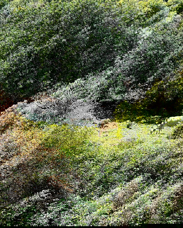 iambohema.v2 iambohema.v2 archive image