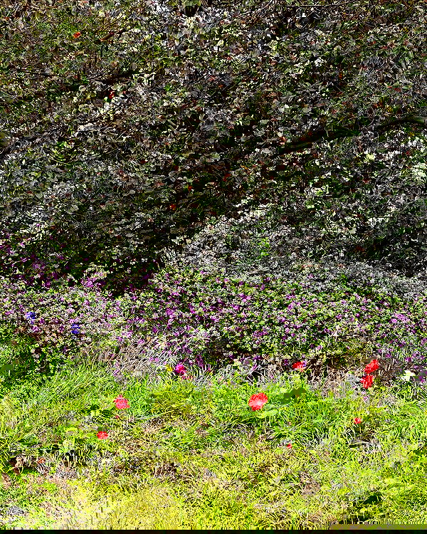 iambohema.v2 iambohema.v2 archive image