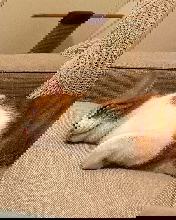 iambohema.v2 iambohema.v2 archive image