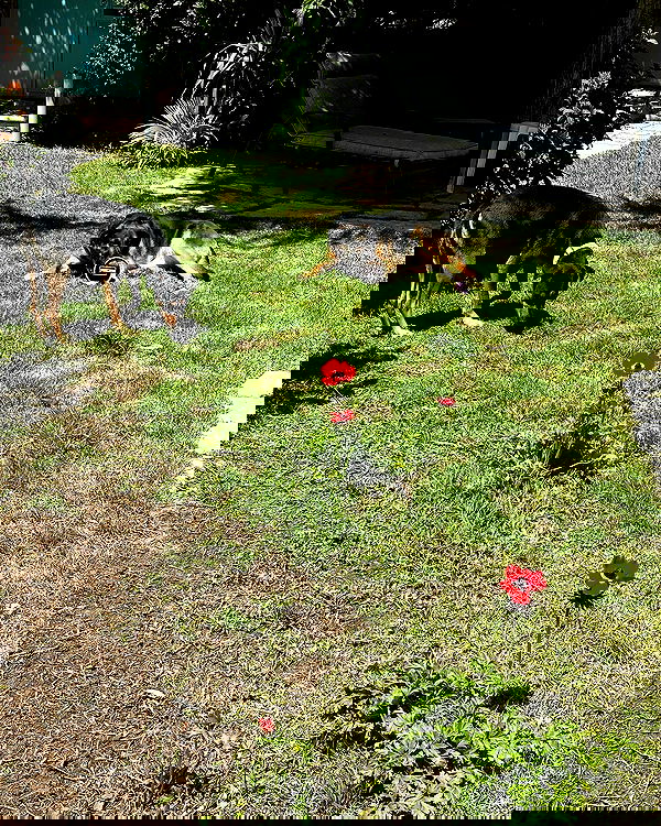 iambohema.v2 iambohema.v2 archive image