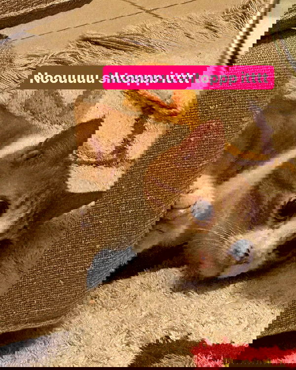 iambohema.v2 iambohema.v2 archive image