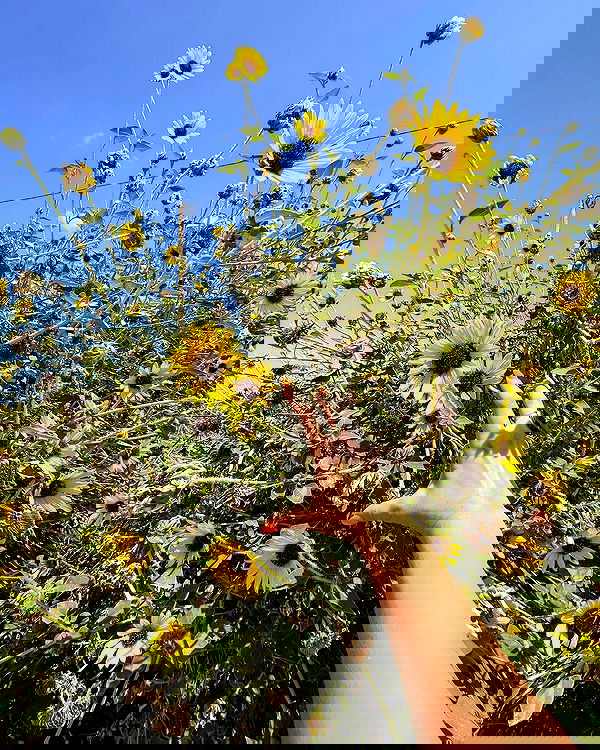 iambohema.v2 iambohema.v2 archive image