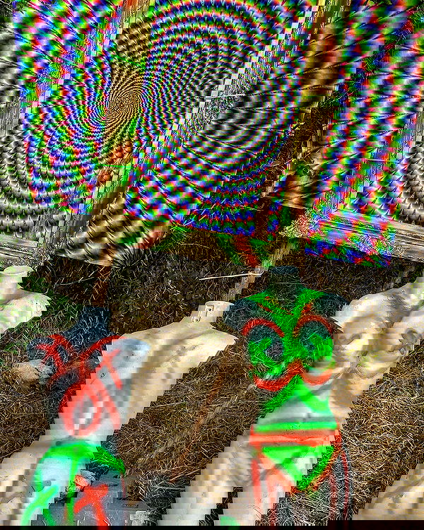 iambohema.v2 iambohema.v2 archive image