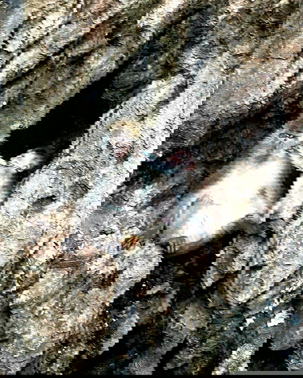 iambohema.v2 iambohema.v2 archive image