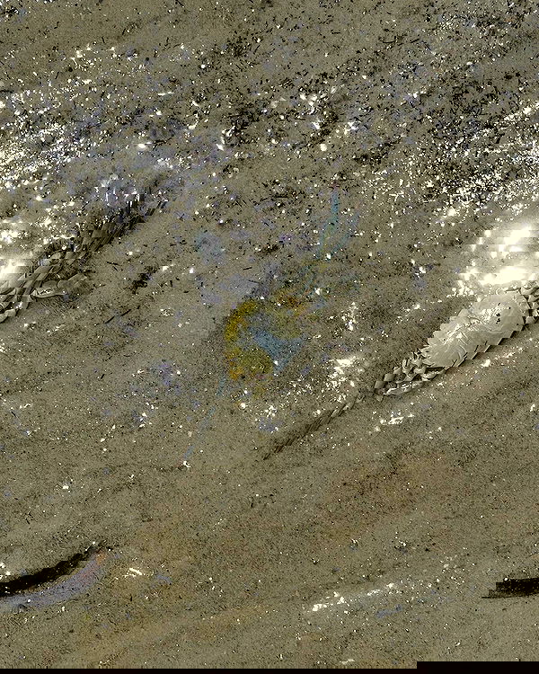 iambohema.v2 iambohema.v2 archive image