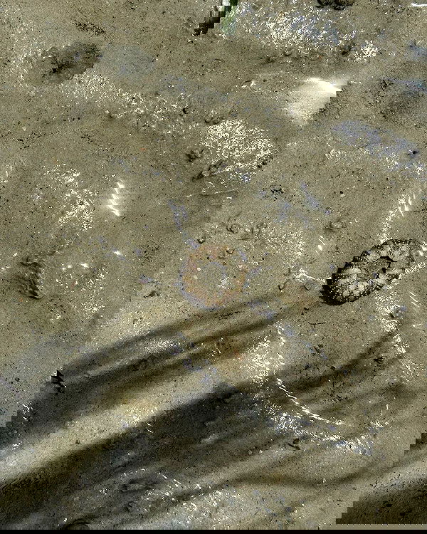 iambohema.v2 iambohema.v2 archive image