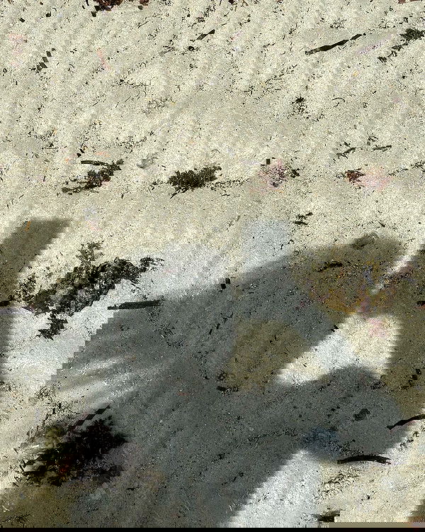 iambohema.v2 iambohema.v2 archive image