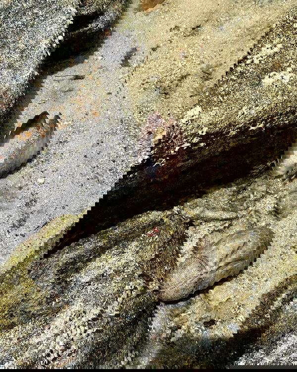 iambohema.v2 iambohema.v2 archive image