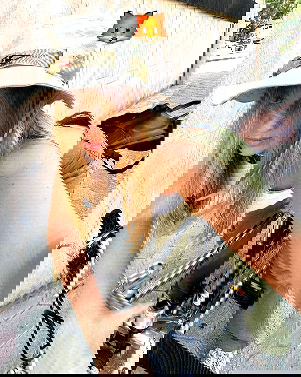 iambohema.v2 iambohema.v2 archive image