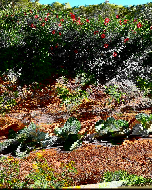 iambohema.v2 iambohema.v2 archive image