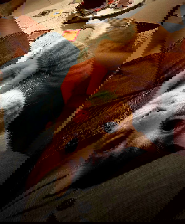 iambohema.v2 iambohema.v2 archive image