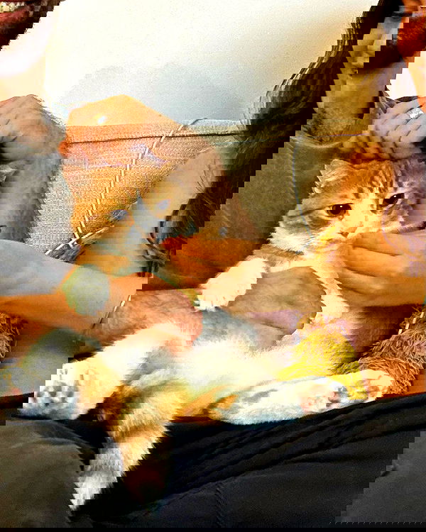 iambohema.v2 iambohema.v2 archive image