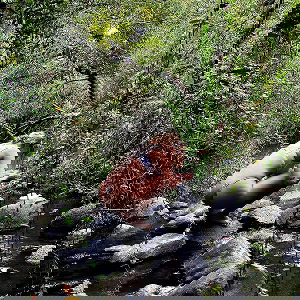 iambohema.v2 iambohema.v2 archive image