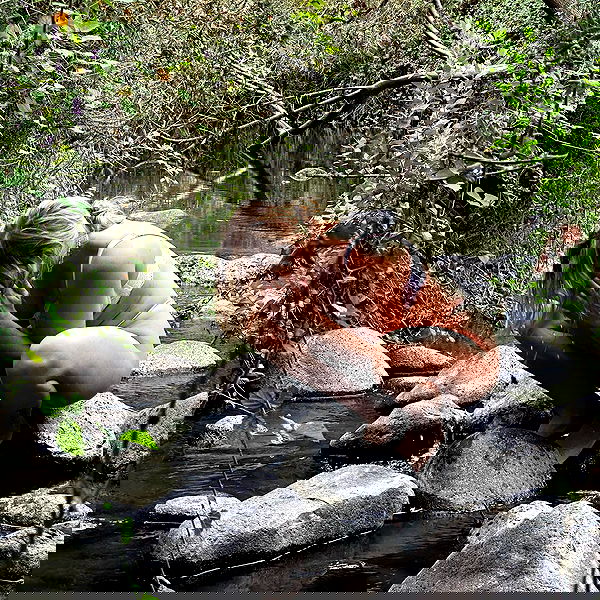 iambohema.v2 iambohema.v2 archive image