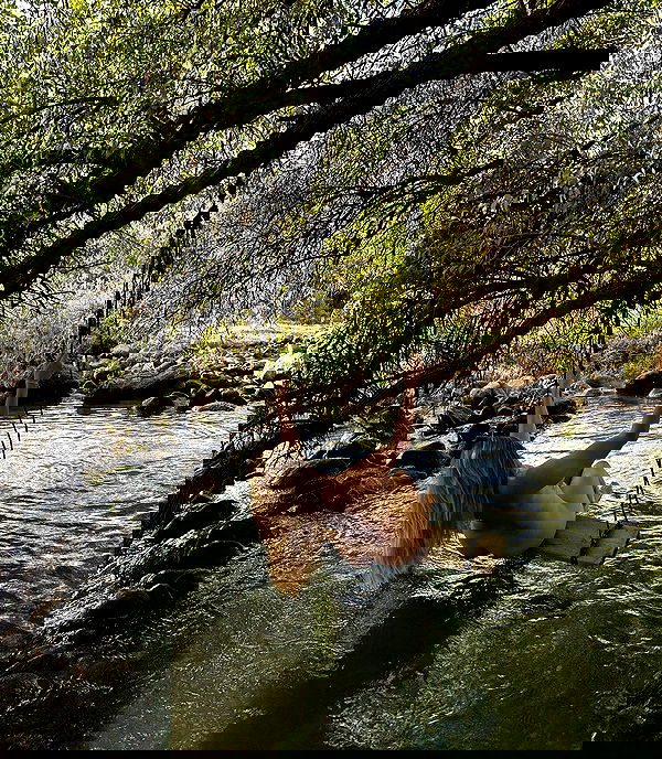 iambohema.v2 iambohema.v2 archive image