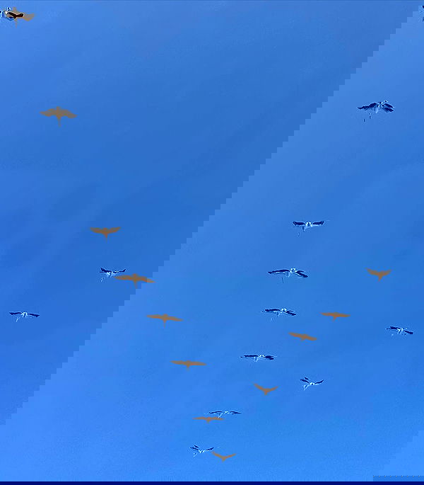 iambohema.v2 iambohema.v2 archive image