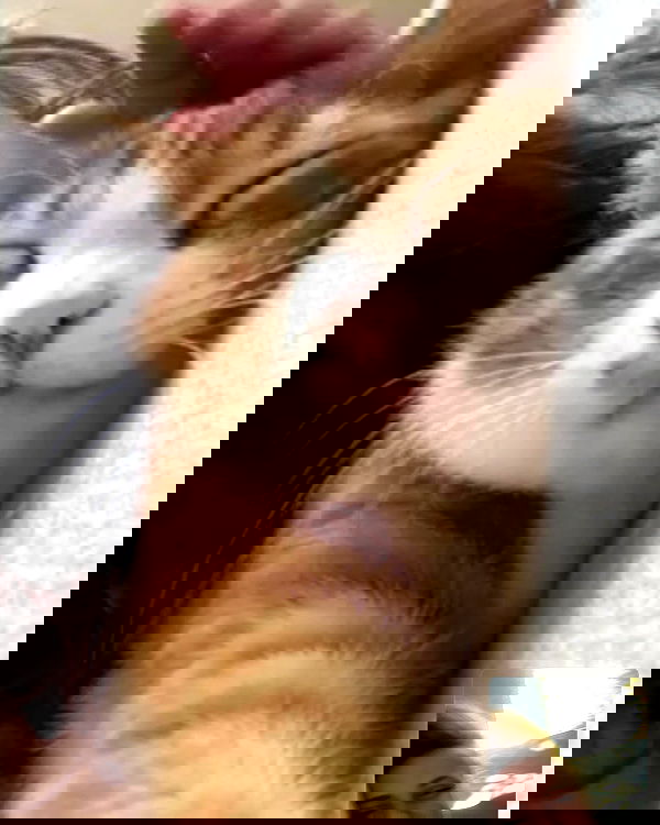 iambohema.v2 iambohema.v2 archive image