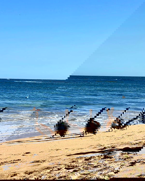 iambohema.v2 iambohema.v2 archive image