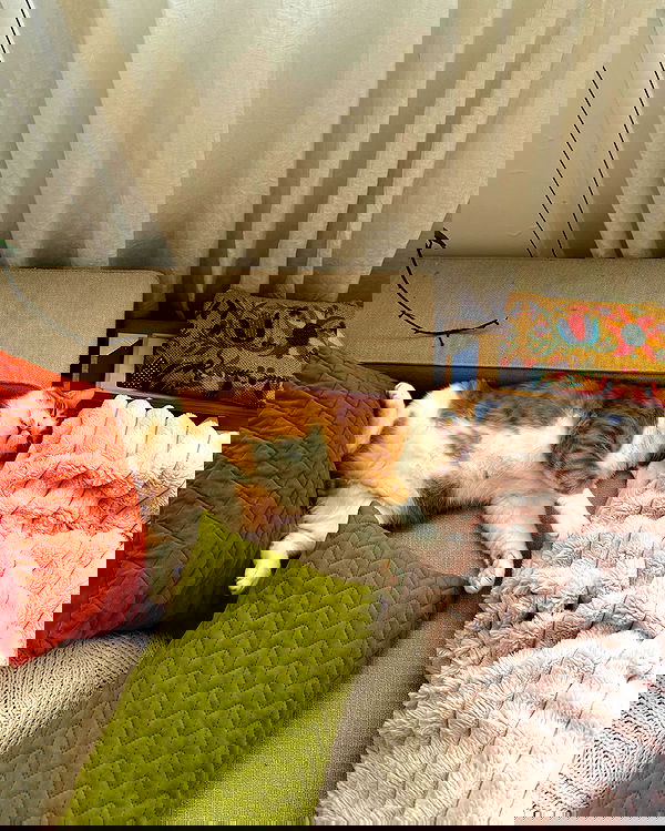 iambohema.v2 iambohema.v2 archive image