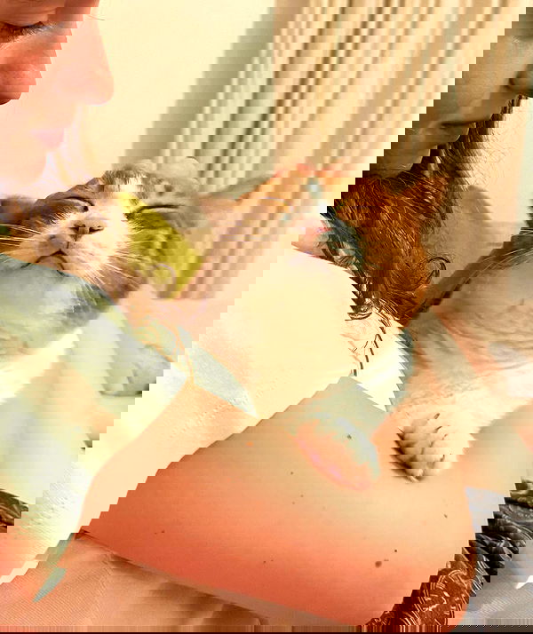 iambohema.v2 iambohema.v2 archive image