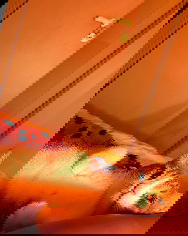 iambohema.v2 iambohema.v2 archive image