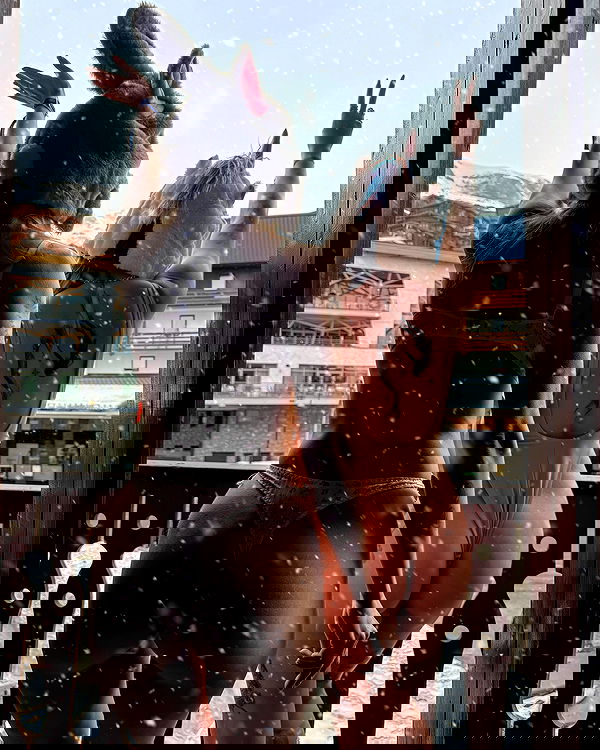 iambohema.v2 iambohema.v2 archive image