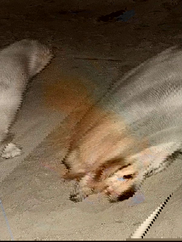 iambohema.v2 iambohema.v2 archive image