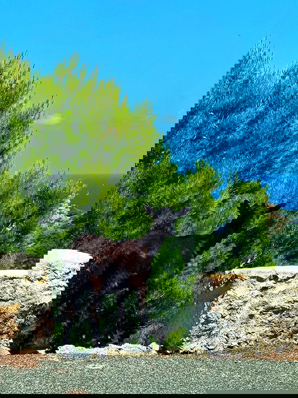 iambohema.v2 iambohema.v2 archive image