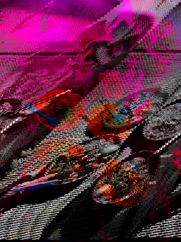 iambohema.v2 iambohema.v2 archive image