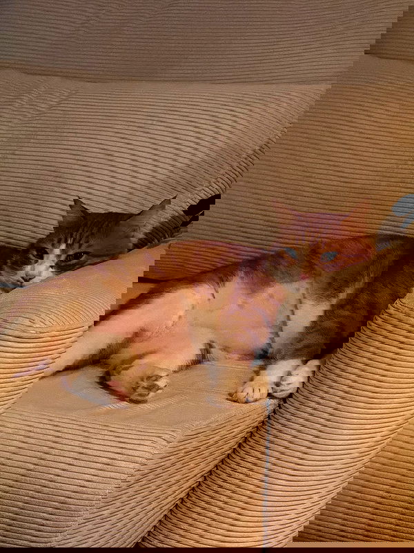 iambohema.v2 iambohema.v2 archive image