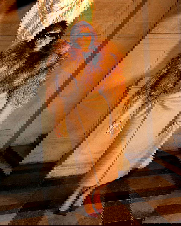 iamcardib iamcardib archive image