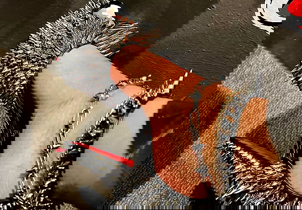 iamcardib iamcardib archive image