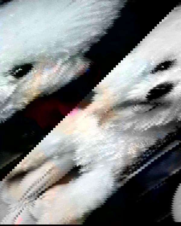 iamdorasnow iamdorasnow archive image