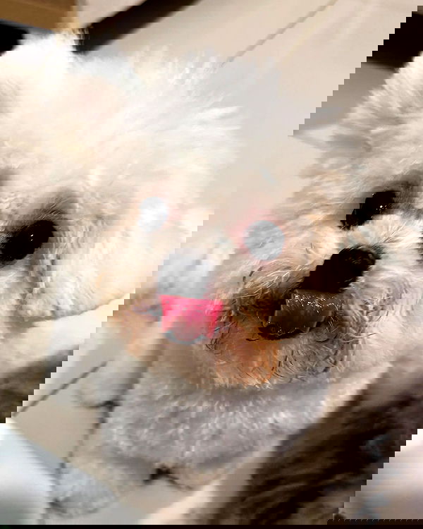 iamdorasnow iamdorasnow archive image