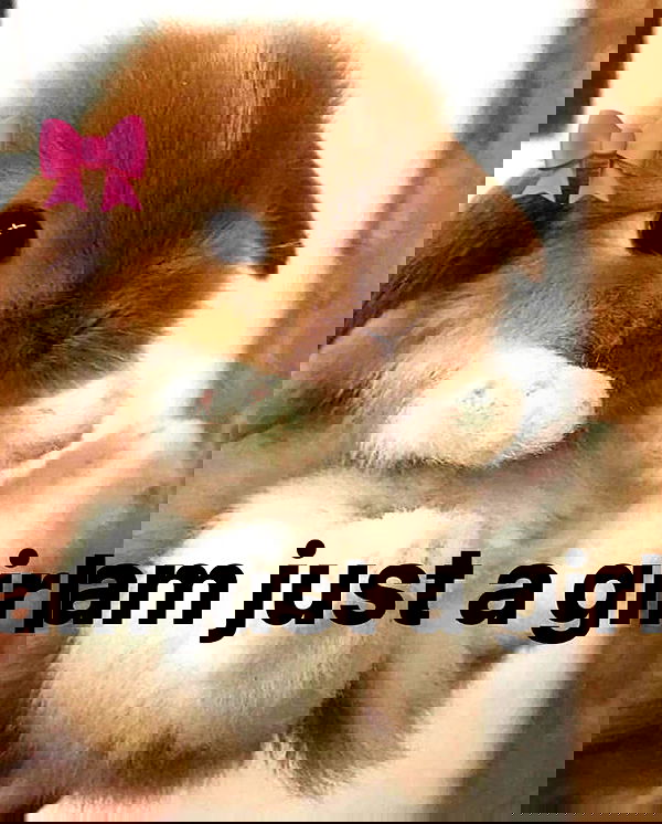 iamm3dusa image ~ Altpins