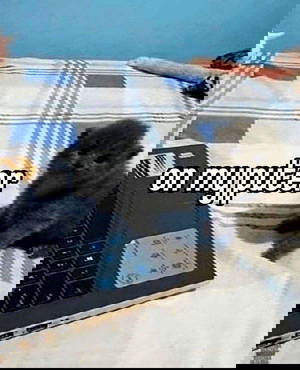 iamm3dusa image ~ Altpins