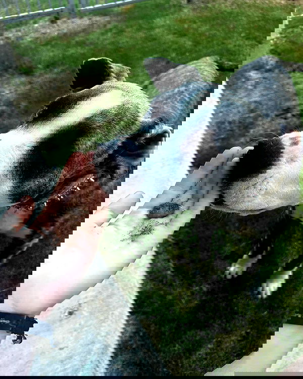 iamm3dusa image ~ Altpins