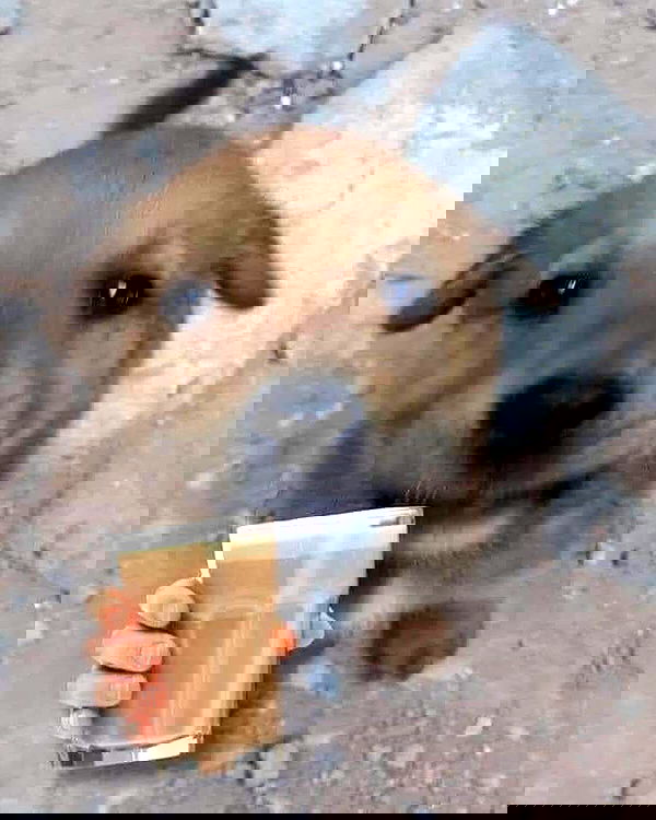 iamm3dusa image ~ Altpins