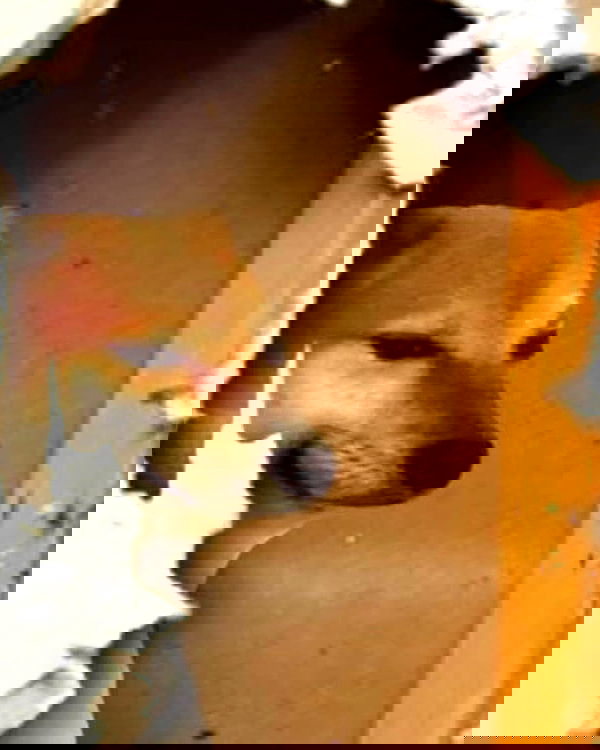 iamm3dusa image ~ Altpins