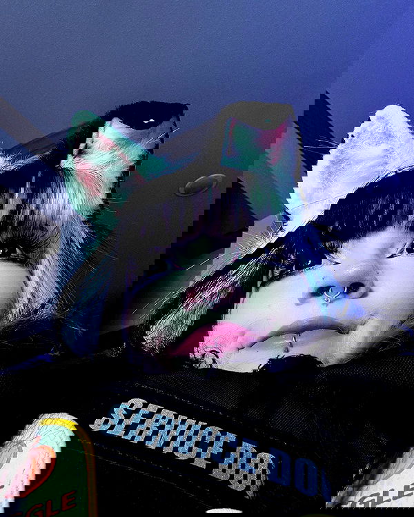 iamm3dusa image ~ Altpins