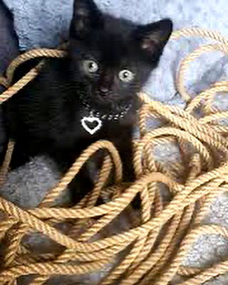 iamm3dusa image ~ Altpins