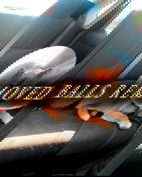 iamm3dusa image ~ Altpins