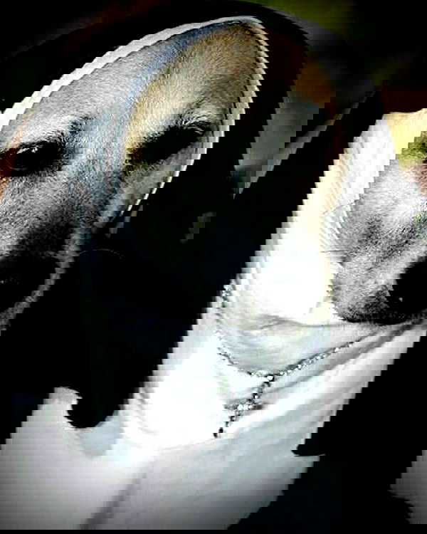 iamm3dusa image ~ Altpins