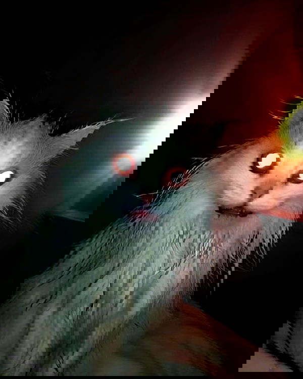 iamm3dusa image ~ Altpins