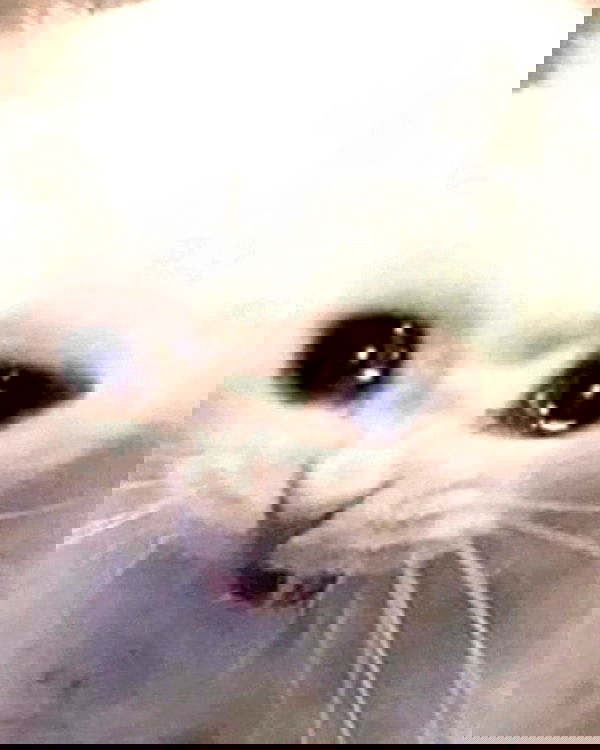 iamm3dusa image ~ Altpins