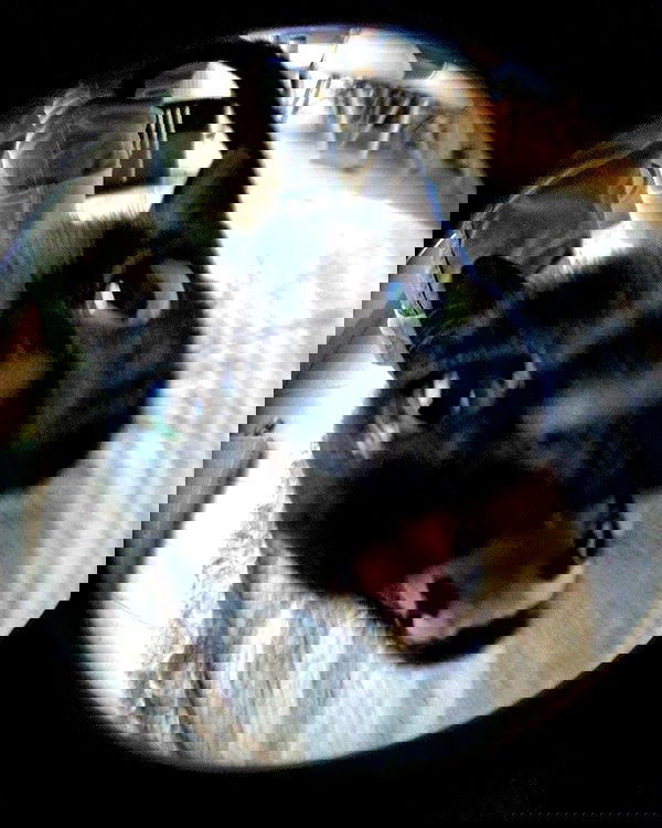 iamm3dusa image ~ Altpins