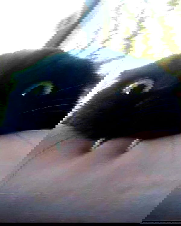 iamm3dusa image ~ Altpins