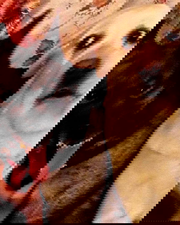 iamm3dusa image ~ Altpins